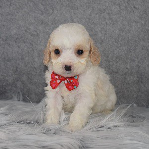 Cavapoo Puppy For Sale – Camden, Male – Deposit Only