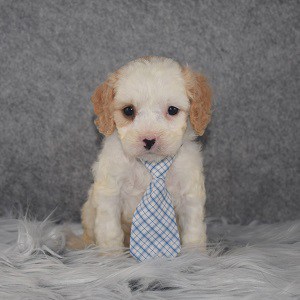 Cavapoo Puppy For Sale – Cameron, Male – Deposit Only