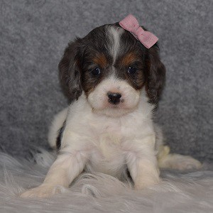 Cavapoo Puppy For Sale – Dancer, Female – Deposit Only