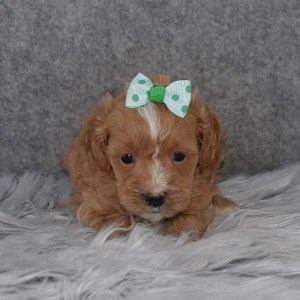 Cavapoo Puppy For Sale – Destiny, Female – Deposit Only