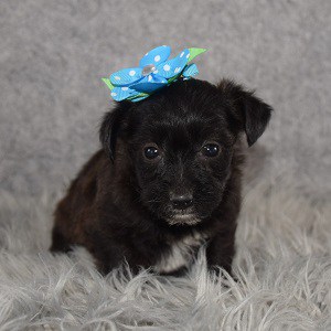 Yorkiepoo Puppy For Sale – Grace, Female – Deposit Only