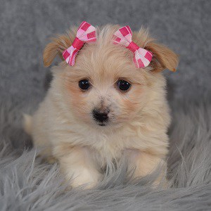 Maltipom Puppy For Sale – Hummingbird, Female – Deposit Only