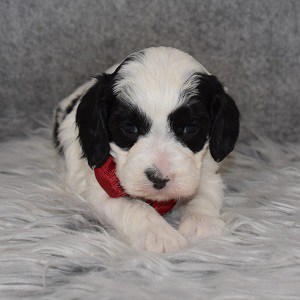 Cavapoo Puppy For Sale – Jacoby, Male – Deposit Only