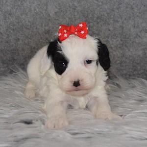 Cavapoo Puppy For Sale – Jada, Female – Deposit Only