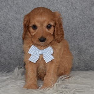 Cavapoo Puppy For Sale – Jake, Male – Deposit Only