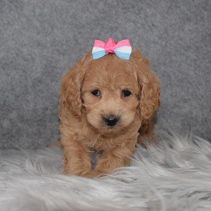 Cavapoo Puppy For Sale – Kai, Female – Deposit Only