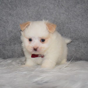 Maltipom Puppy For Sale – Kip, Male – Deposit Only