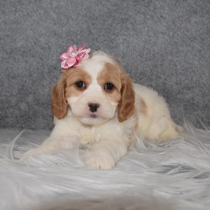 Cavapoo Puppy For Sale – Koe, Female – Deposit Only