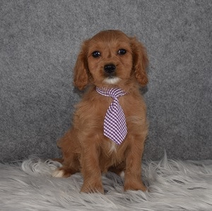 Cavapoo Puppy For Sale – Koy, Male – Deposit Only