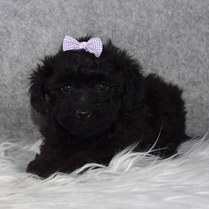 Yorkiepoo Puppy For Sale – Layla, Female – Deposit Only