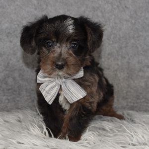 Yorkiepoo Puppy For Sale – Lowry, Male – Deposit Only