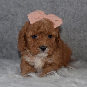 Cavapoo Puppy For Sale – Mika, Female – Deposit Only
