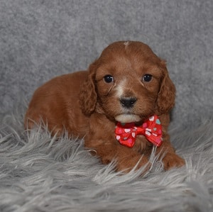 Cavapoo Puppy For Sale – Nairobi, Male – Deposit Only