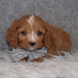Cavapoo Puppy For Sale – Nev, Male – Deposit Only