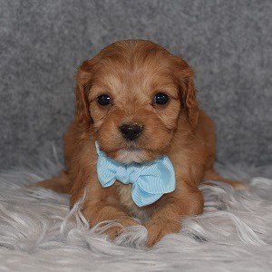 Cavapoo Puppy For Sale – Noah, Male – Deposit Only