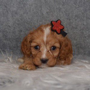 Cavapoo Puppy For Sale – Nola, Female – Deposit Only