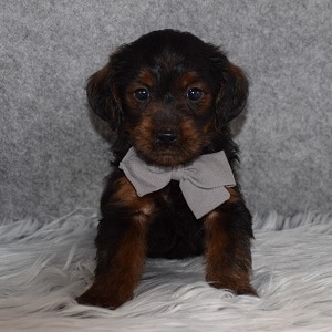 Yorkiepoo Puppy For Sale – Parrot, Male – Deposit Only
