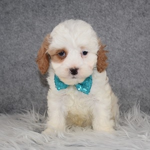Cavapoo Puppy For Sale – PopTart, Male – Deposit Only