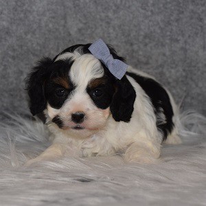Cavapoo Puppy For Sale – Prancer, Female – Deposit Only