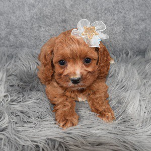 Cavapoo Puppy For Sale – Reba, Female – Deposit Only