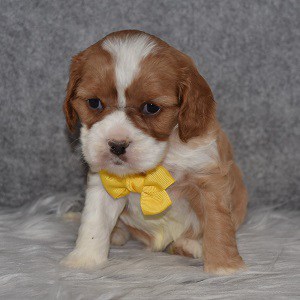 Cavapoo Puppy For Sale – Rusty, Male – Deposit Only