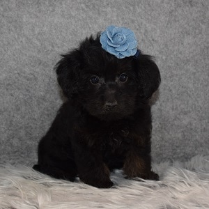 Yorkiepoo Puppy For Sale – Selene, Female – Deposit Only