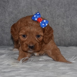 Cavapoo Puppy For Sale – Tallulah, Female – Deposit Only