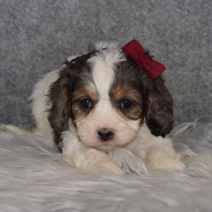 Cavapoo Puppy For Sale – Vixen, Female – Deposit Only