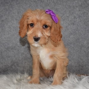 Cavapoo Puppy For Sale – Willow, Female – Deposit Only
