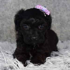 Yorkiepoo Puppy For Sale – Wren, Female – Deposit Only