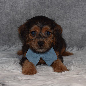 Yorkiepoo Puppy For Sale – Finch, Male – Deposit Only