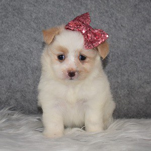 Maltipom Puppy For Sale – Kass, Female – Deposit Only