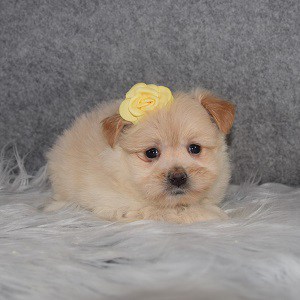 Maltipom Puppy For Sale – Kat, Female – Deposit Only