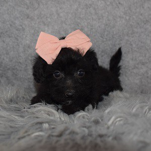 Yorkiepoo Puppy For Sale – KitKat, Female – Deposit Only