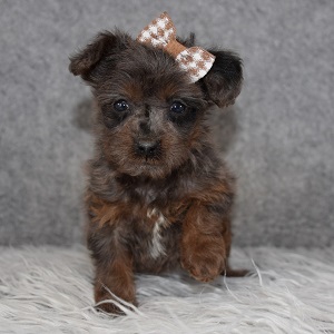Yorkiepoo Puppy For Sale – Landry, Female – Deposit Only