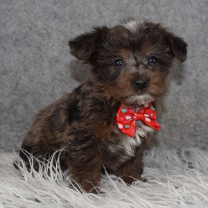 Yorkiepoo Puppy For Sale – Laszlo, Male – Deposit Only