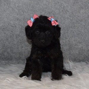 Yorkiepoo Puppy For Sale – Sadie, Female – Deposit Only