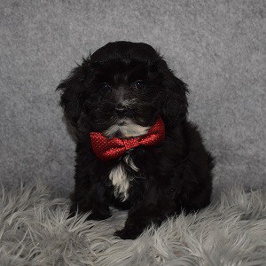 Teddypoo Puppy For Sale – Dannon, Male – Deposit Only