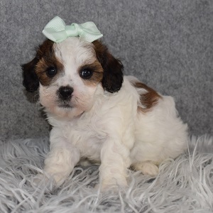 Teddypoo Puppy For Sale – Georgia, Female – Deposit Only