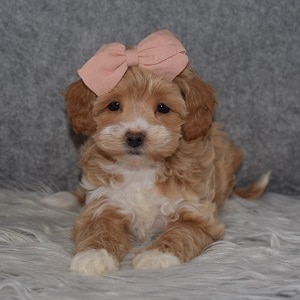 Teddypoo Puppy For Sale – Mary Jane, Female – Deposit Only