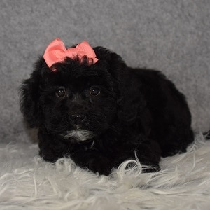 Teddypoo Puppy For Sale – Nora, Female – Deposit Only