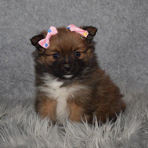 Pomeranian Puppy For Sale – Skyler, Female – Deposit Only