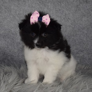 Eskipom Puppy For Sale – Autumn, Female – Deposit Only