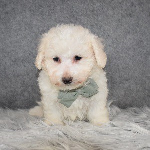 Bichon Puppy For Sale – Sonny, Male – Deposit Only
