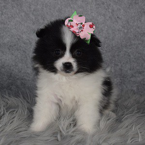 Eskipom Puppy For Sale – Summer, Female – Deposit Only