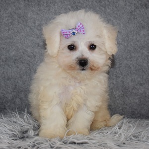 Bichon Puppy For Sale – Sweet Pea, Female – Deposit Only