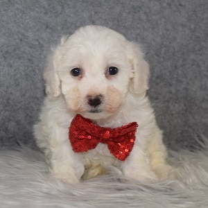 Bichon Puppy For Sale – Walter, Male – Deposit Only
