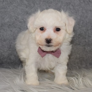 Bichon Puppy For Sale – Winston, Male – Deposit Only