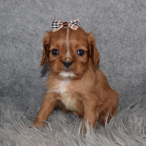 Cavalier Puppy For Sale – Leelee, Female – Deposit Only