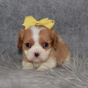 Cavalier Puppy For Sale – Lulu, Female – Deposit Only